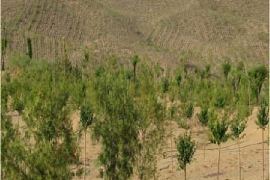 Desert greening cases 2