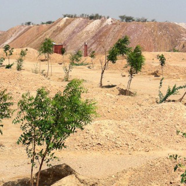 Desert Plantation