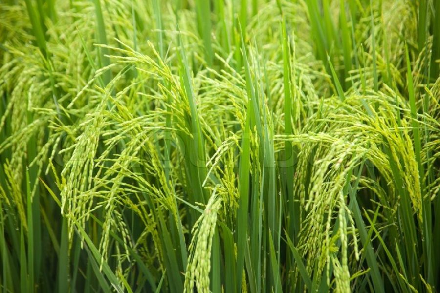 Desert Rice Field