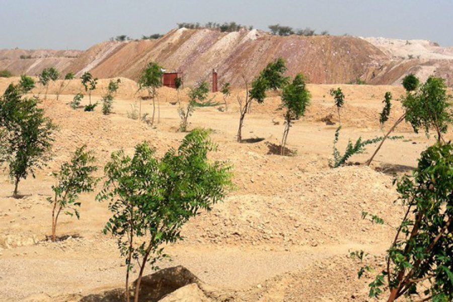 Desert Plantation